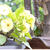Green Euphorbia Milii Flower seeds for Planting - Cut Flower Favorite, Heirloom & GMO Free Seeds for Home Garden