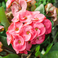 Mixed Euphorbia Milii Hybrid Flower seeds for Planting Garden Favorite Heirloom & GMO Free Seeds for Home Garden 
 
 Sale