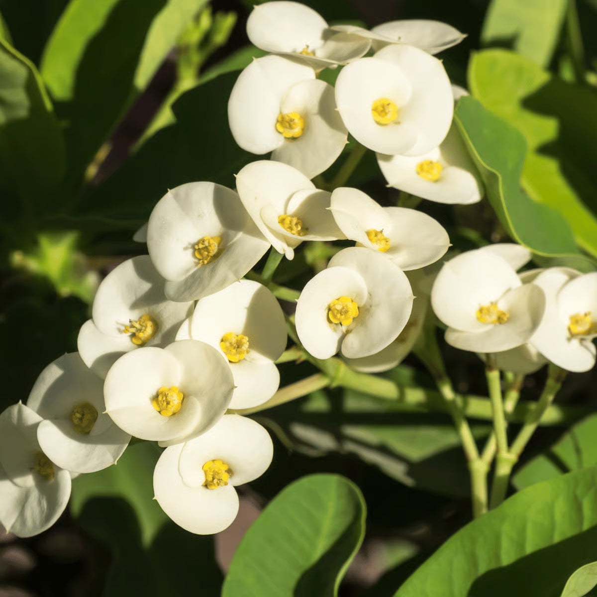 White Euphorbia Milii Seeds for Planting - Elegant Flower Seeds for a Stunning Garden