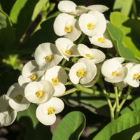 White Euphorbia Milii Seeds for Planting - Elegant Flower Seeds for a Stunning Garden