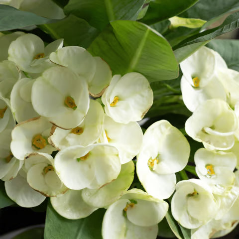 White Euphorbia Milii Seeds for Planting - Elegant Flower Seeds for a Stunning Garden