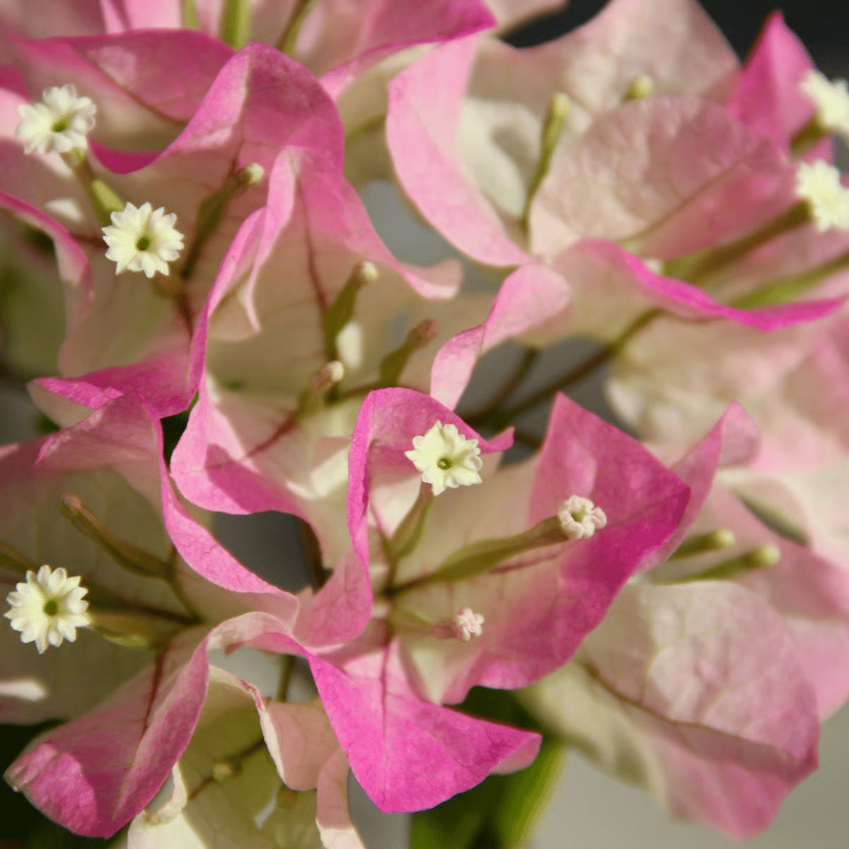 White Pink Bougainvillea Flower seeds for Planting Premium Quality Heirloom & GMO Free Seeds for Home Garden