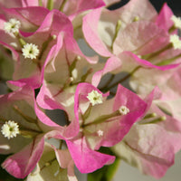 White Pink Bougainvillea Flower seeds for Planting Premium Quality Heirloom & GMO Free Seeds for Home Garden
