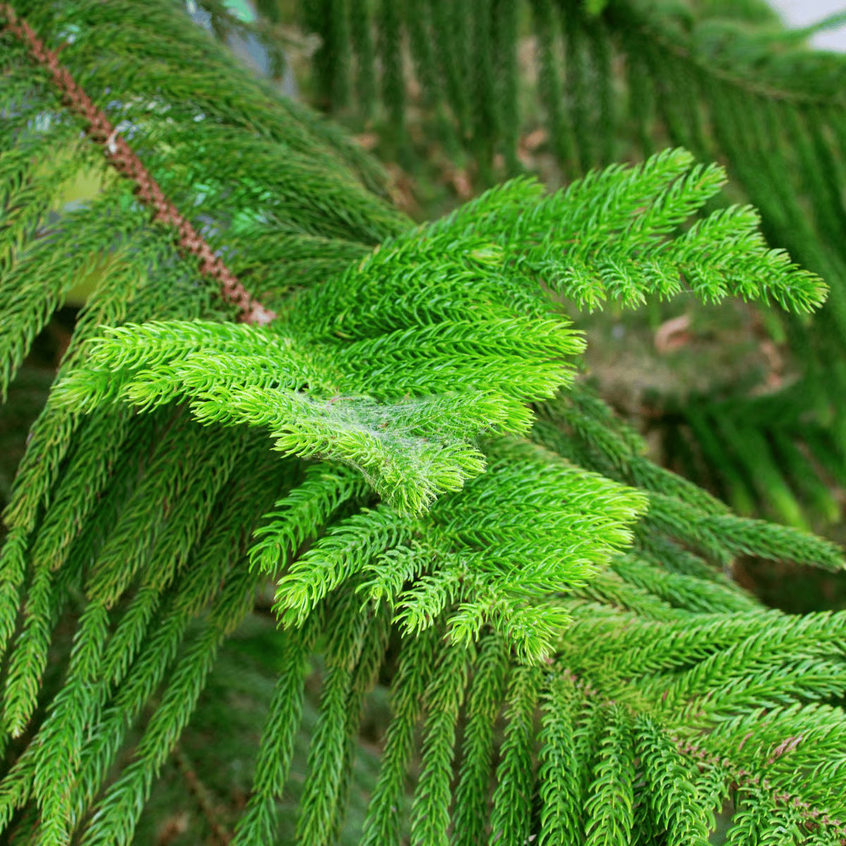 Araucaria Flower seeds for Planting Shade Tolerant Heirloom & GMO Free Seeds for Home Garden