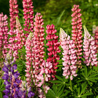 Lupine Flower seeds for Planting Shade Tolerant Heirloom & GMO Free Seeds for Home Garden