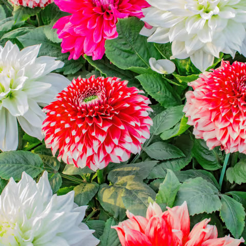 White Green Mixed Dahlia Flower Seeds for Planting Drought Tolerant Heirloom & GMO Free Seeds for Home Garden
 
 Sale