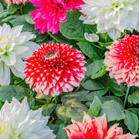 White Green Mixed Dahlia Flower Seeds for Planting Drought Tolerant Heirloom & GMO Free Seeds for Home Garden
 
 Sale