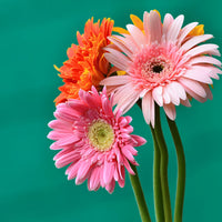Mix Gerbera Flower seeds for Planting - Wildflower Mix, Heirloom & GMO Free Seeds for Home Garden