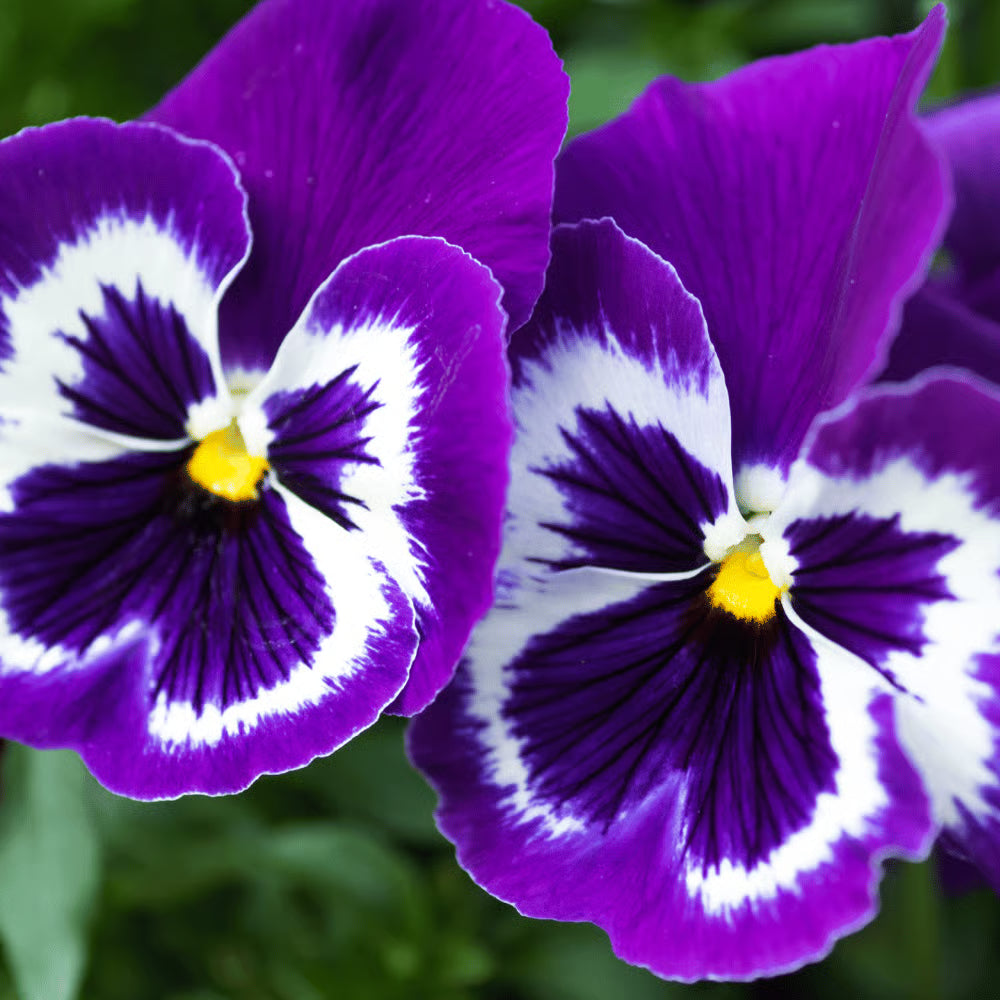 Pansy Purple Flower Seeds for Planting - Stunning Purple Blooms
