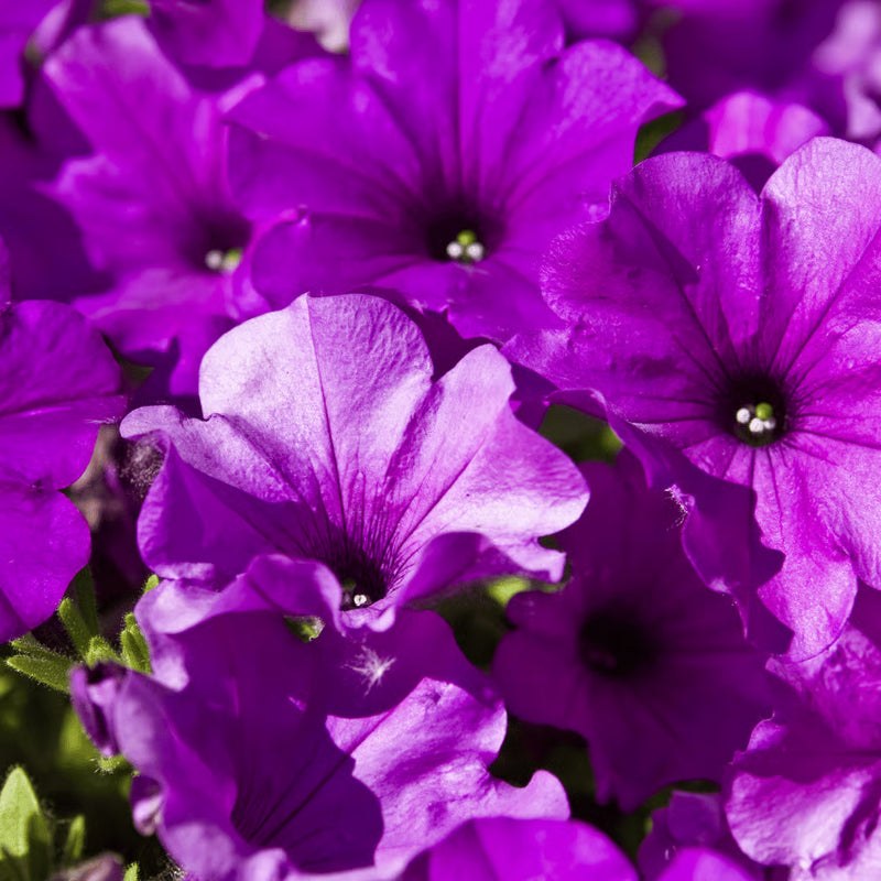 Violet Petunia Hybrida Hanging Flower Seeds for Planting Heirloom NONGMO Easy to Grow Garden Blooms   Sale