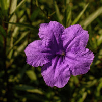 Violet Perennial Flower seeds for Planting - Perfect for Borders, Heirloom & GMO Free Seeds for Home Garden