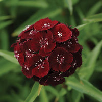 Maroon William Dianthus Flower seeds for Planting - Premium Quality, Heirloom & GMO Free Seeds for Home Garden