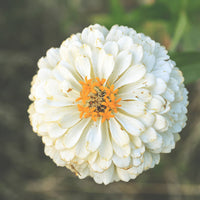 White Yellow Zinnia Flower seeds for Planting Cut Flower Favorite Heirloom & GMO Free Seeds for Home Garden