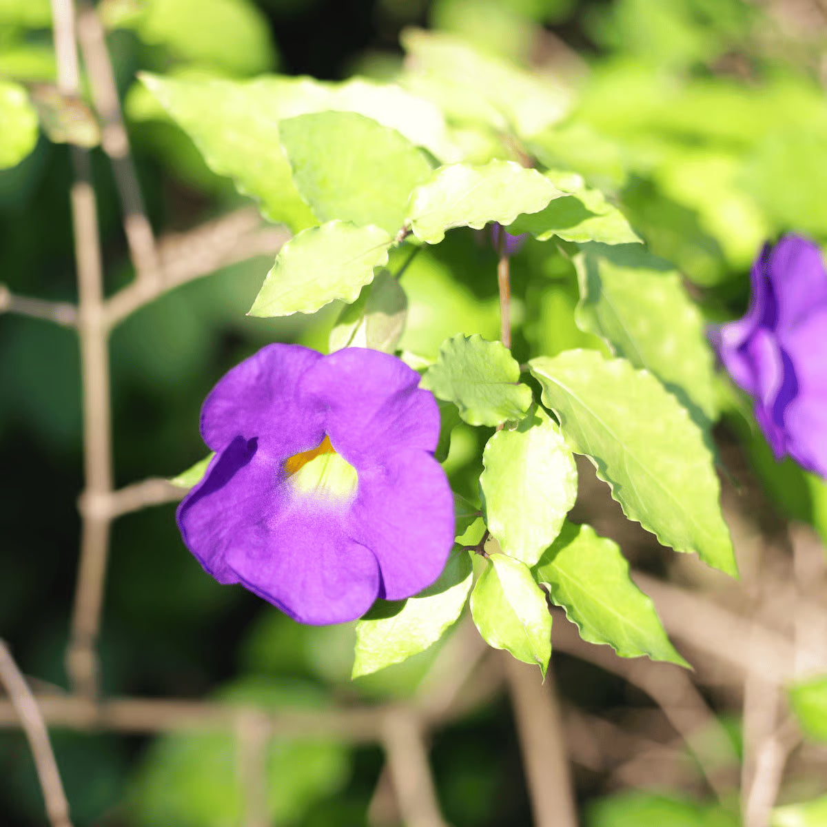 Thunbergia Flower Seeds for Vibrant Garden Planting
