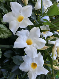 White Mandevilla Flower seeds for Planting Cottage Garden Essential Heirloom & GMO Free Seeds for Home Garden