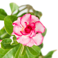 Adenium Desert Flower Seeds for Easy Planting