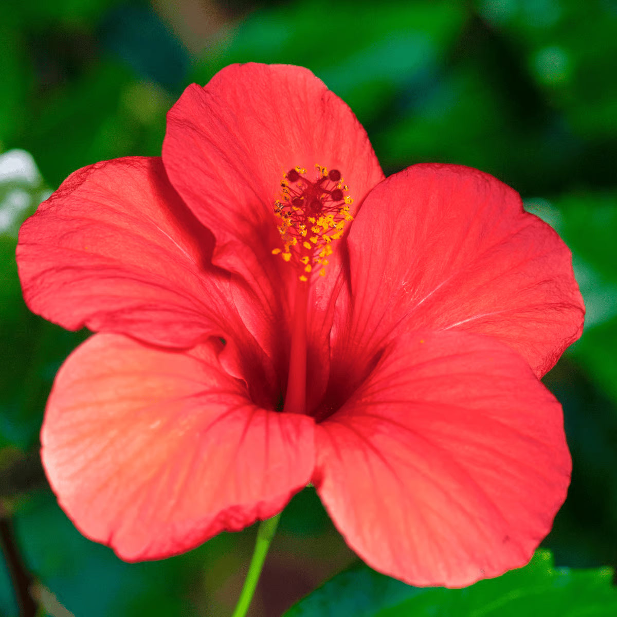 Hibiscus Flower seeds for Planting Seasonal Bloomer Heirloom & GMO Free Seeds for Home Garden