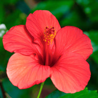 Hibiscus Flower seeds for Planting Seasonal Bloomer Heirloom & GMO Free Seeds for Home Garden
