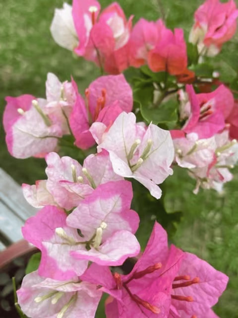 Pink White Bougainvillea Flower Seeds for Planting Premium Quality Heirloom & GMO Free Seeds for Home Garden
 
 Sale