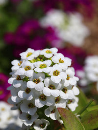 Alyssum Flower seeds for Planting, Bright Blooms Heirloom & GMO Free Seeds for Home Garden