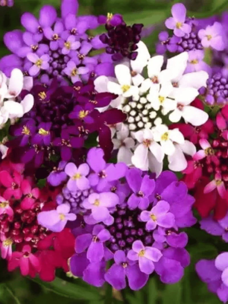 Mix Candytuft Flower Seeds for Planting - Colorful Annual Blooms for Vibrant Gardens