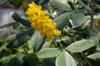 Cytisus Battandieri Flower seeds for Planting - Cut Flower Favorite, Heirloom & GMO Free Seeds for Home Garden
 
 Sale