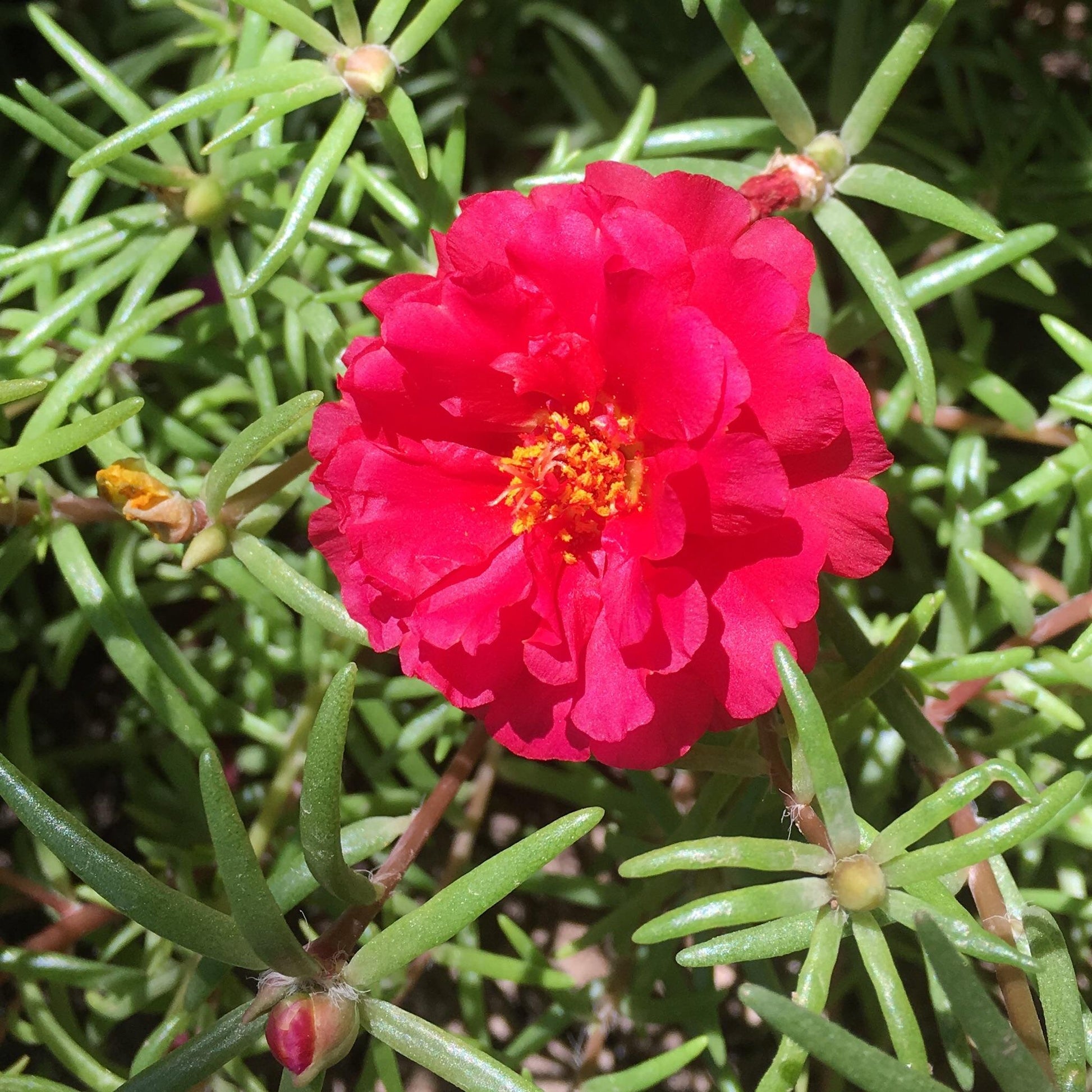 Moss Rose Flower seeds for Planting Bright Blooms Heirloom & GMO Free Seeds for Home Garden 
 
 Sale