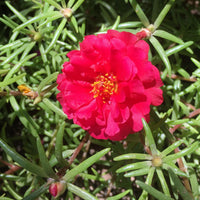 Moss Rose Flower seeds for Planting Bright Blooms Heirloom & GMO Free Seeds for Home Garden 
 
 Sale