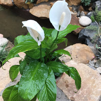Green Spathiphyllum Flower seeds for Planting - Easy to Grow, Heirloom & GMO Free Seeds for Home Garden