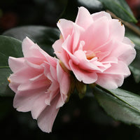 Camellia Peach Flower seeds for Planting Bright Blooms Heirloom & GMO Free Seeds for Home Garden 
 
 Sale