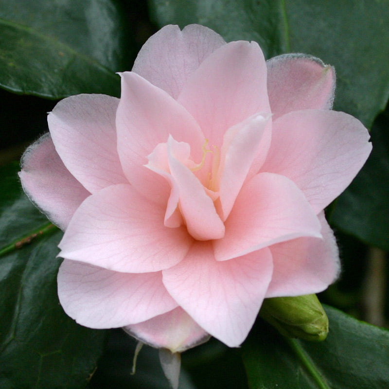 Camellia Peach Flower seeds for Planting Bright Blooms Heirloom & GMO Free Seeds for Home Garden 
 
 Sale