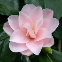 Camellia Peach Flower seeds for Planting Bright Blooms Heirloom & GMO Free Seeds for Home Garden 
 
 Sale