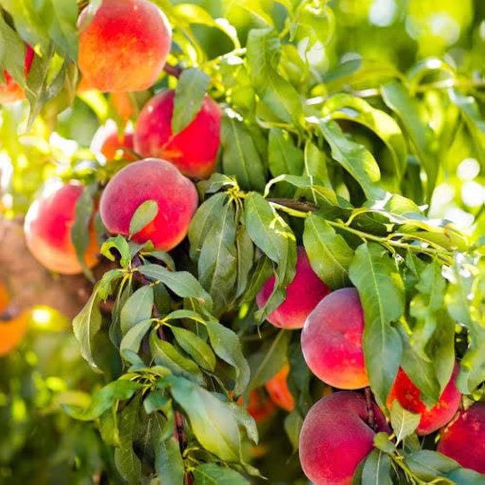 Peach seeds for planting Prunus persica
