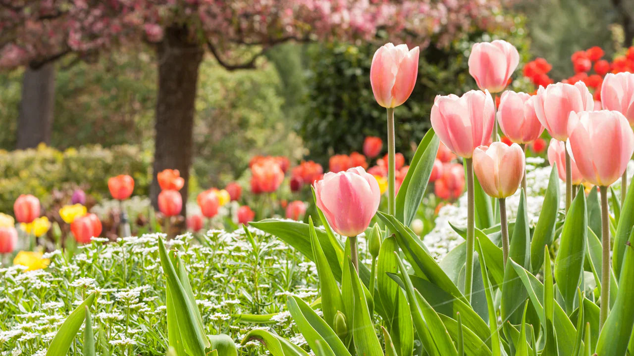 Peach Tulip Flower Seeds for Planting