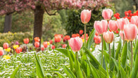 Peach Tulip Flowers Blooming in Garden Bed