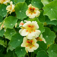 Yellow Tropaeolum Majus Flower Seeds for Planting Seasonal Bloomer Heirloom & GMO Free Seeds for Home Garden
 
 Sale