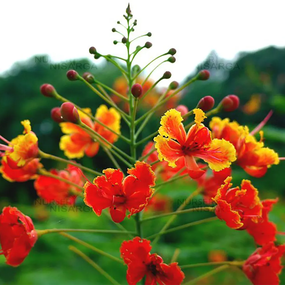 Caesalpinia Flower seeds for Planting Colorful Display Heirloom & GMO Free Seeds for Home Garden