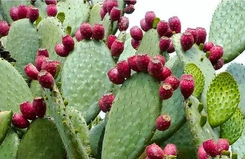 Young Pear Cactus seedling growing in container