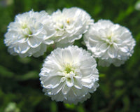 Pearl Yarrow Growing in Sunny Garden Border with White Flowers