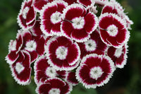 Dianthus Barbatus Flower seeds for Planting, Colorful Display Heirloom & GMO Free Seeds for Home Garden