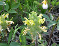 Lousewort Flower seeds for Planting - Perfect for Borders, Heirloom & GMO Free Seeds for Home Garden