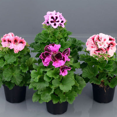 100 Pcs