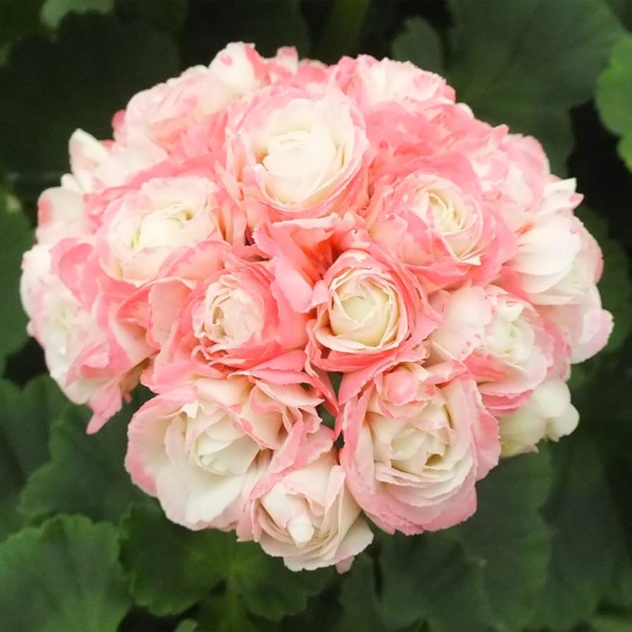Pelargonium Rose Geraniums growing in garden beds