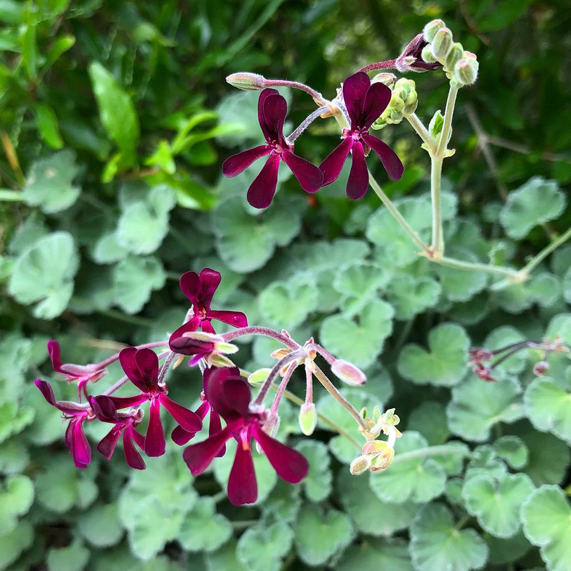 Pelargonium Sidoides Flower Planting Seeds  Ideal for Stunning Gardens