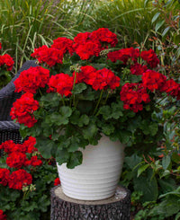 Dark Red Pelargonium Flower seeds for Planting - Garden Favorite, Heirloom & GMO Free Seeds for Home Garden