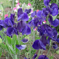 Blue Sweet Pea Flower Seeds Flower seeds for Planting Cottage Garden Essential Heirloom & GMO Free Seeds for Home Garden