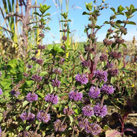Violet Pennyroyal Flower seeds for Planting - Cut Flower Favorite, Heirloom & GMO Free Seeds for Home Garden