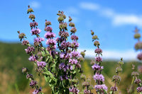 Pennyroyal Mint plant with small purple flowers