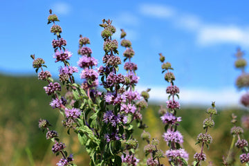 Pennyroyal Mint plant with small purple flowers