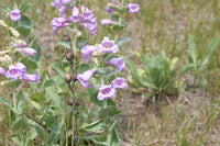 Penstemon (Penstemon Grandiflorus) seeds for planting in home garden